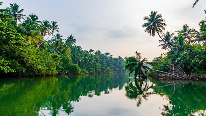 Exploring the Enchanting Backwaters of Kerala: A Journey Through Tranquility