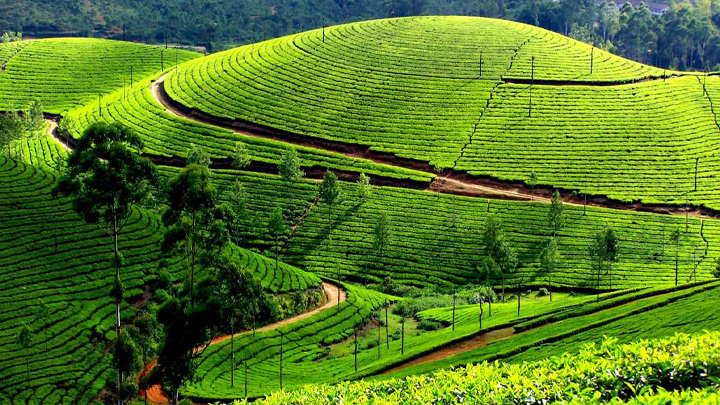 Discover the Serene Tea Gardens in Munnar: A Journey Through Verdant Landscapes