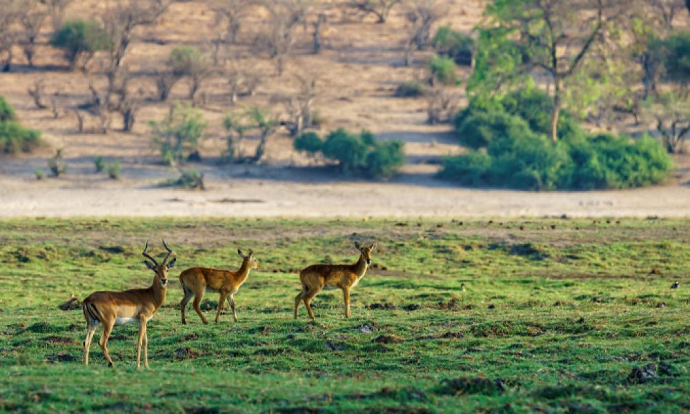 Discover Chinnar Wildlife Sanctuary: Kerala's Untamed Beauty