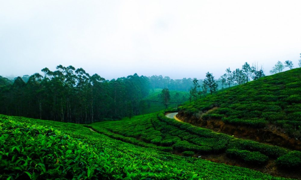 Discover Kerala's Top 10 Hill Stations