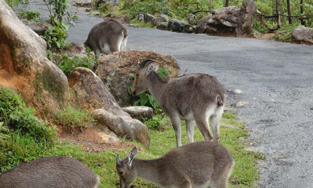 Eravikulam National Park