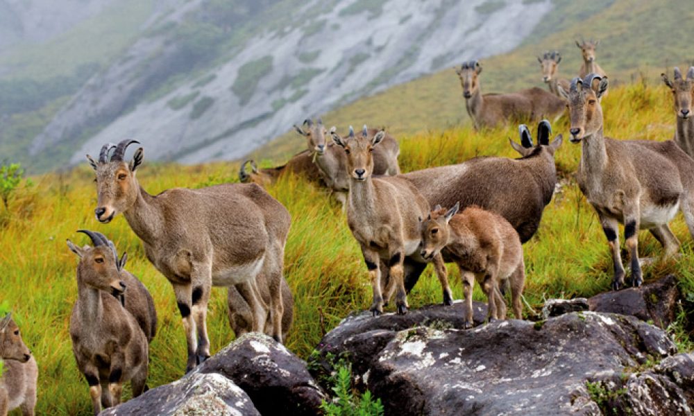 Eravikulam National Park