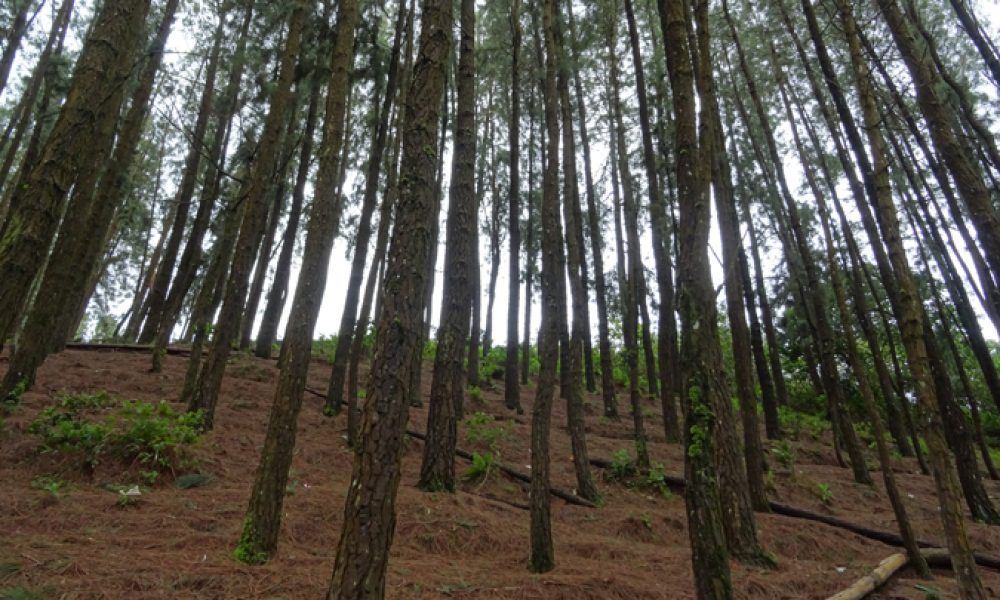 Pine-Valley-at-Vagamon