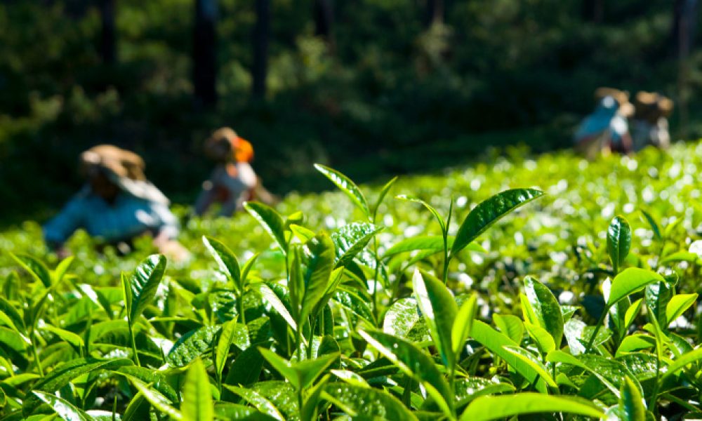 Tea Gardens in Munnar