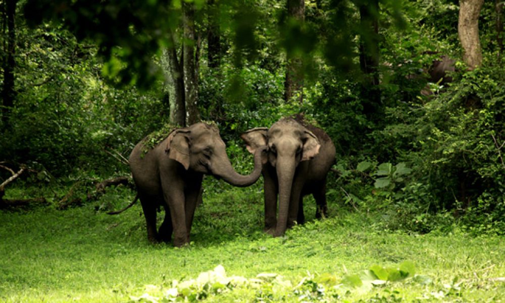 wayanad-wildlife-sanctuary